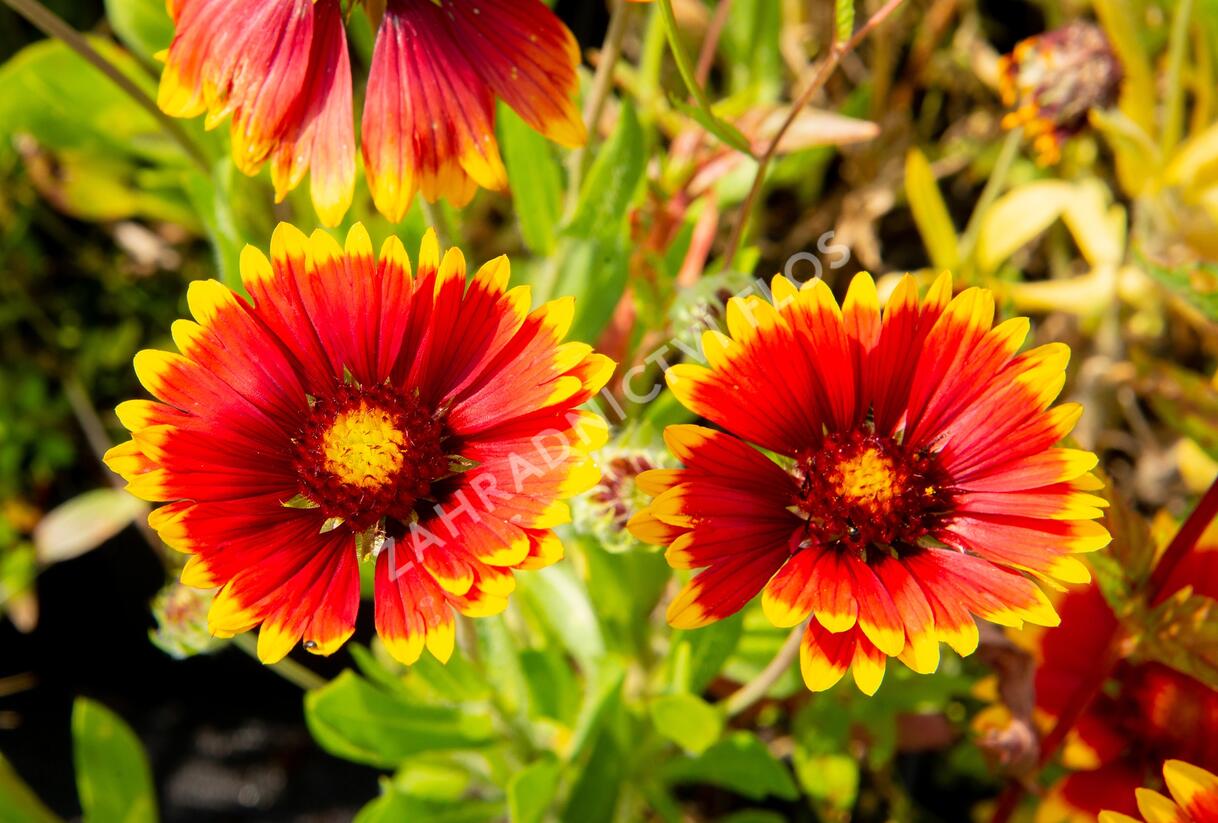 Kokarda osinatá 'Bremen' - Gaillardia aristata 'Bremen'