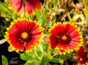 Kokarda osinatá 'Bremen' - Gaillardia aristata 'Bremen'