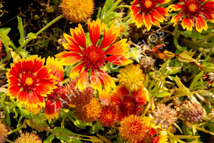 Kokarda osinatá 'Bremen' - Gaillardia aristata 'Bremen'