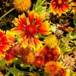 Kokarda osinatá 'Bremen' - Gaillardia aristata 'Bremen'