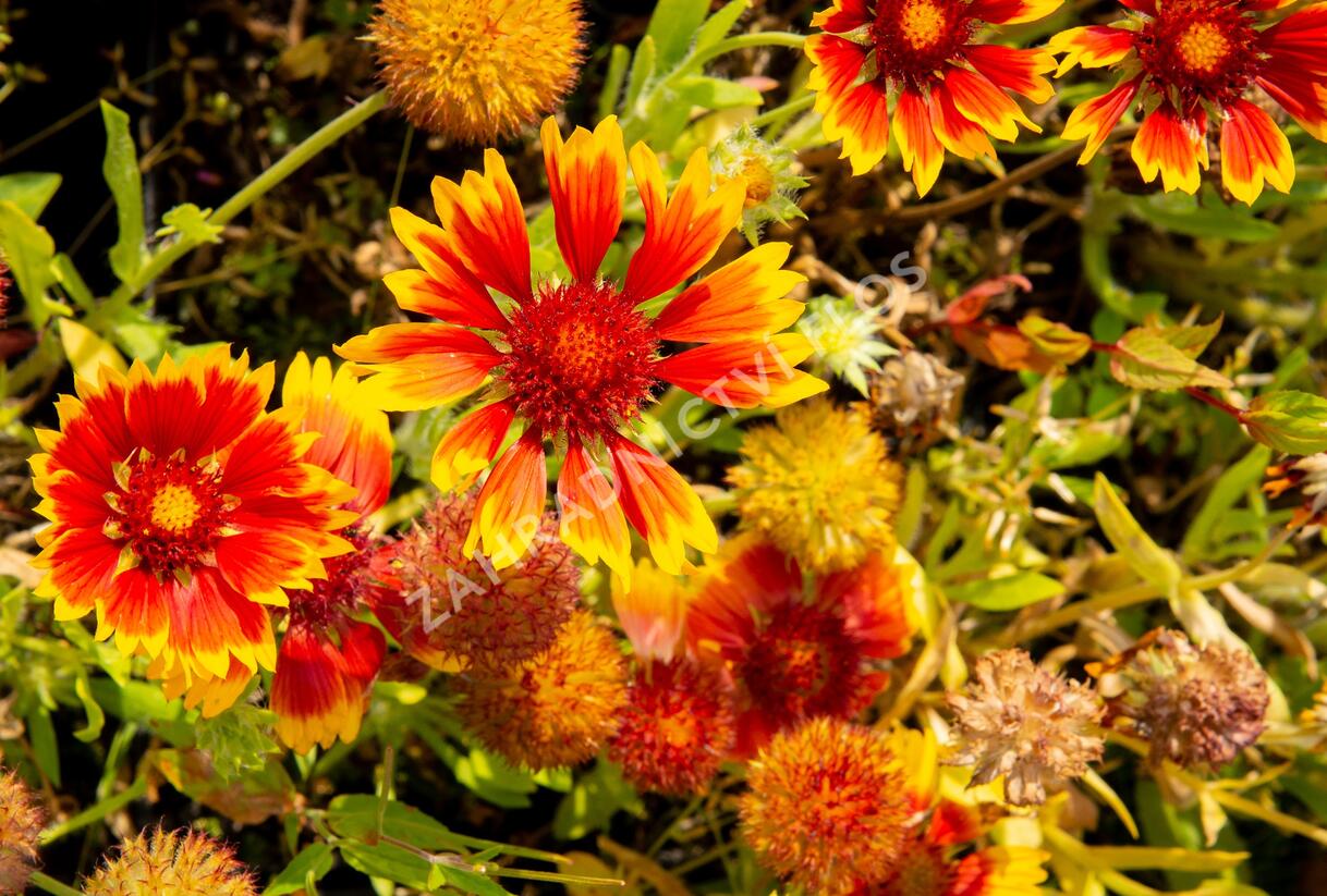 Kokarda osinatá 'Bremen' - Gaillardia aristata 'Bremen'
