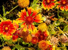 Kokarda osinatá 'Bremen' - Gaillardia aristata 'Bremen'