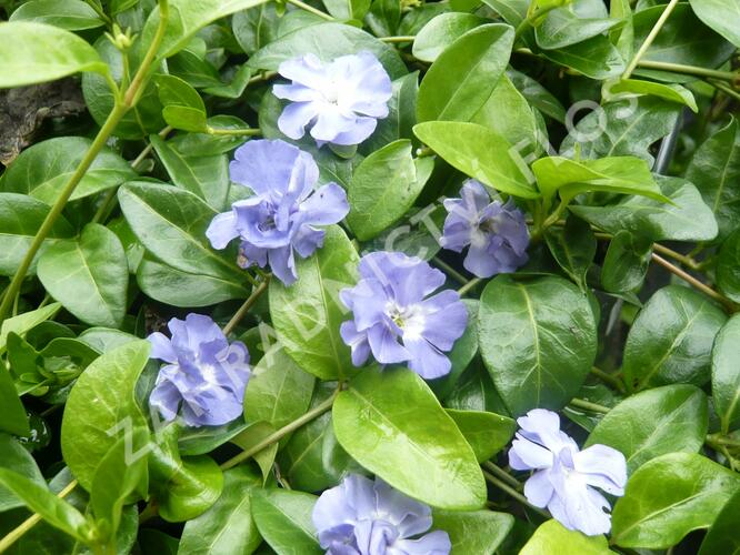 Barvínek menší 'Panta' - Vinca minor 'Panta'