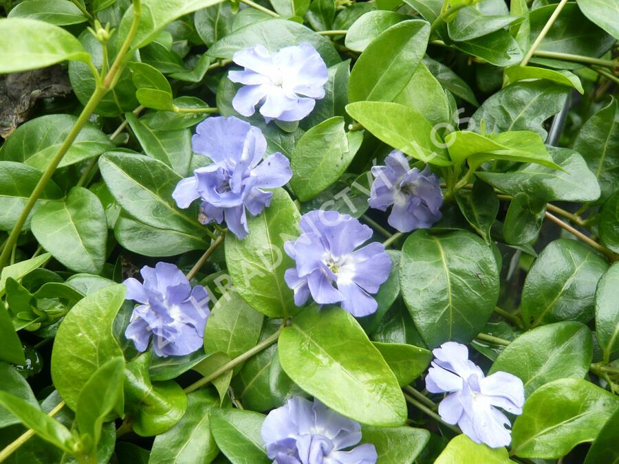 Barvínek menší 'Panta' - Vinca minor 'Panta'