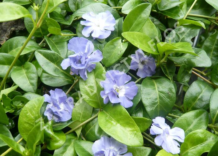 Barvínek menší 'Panta' - Vinca minor 'Panta'