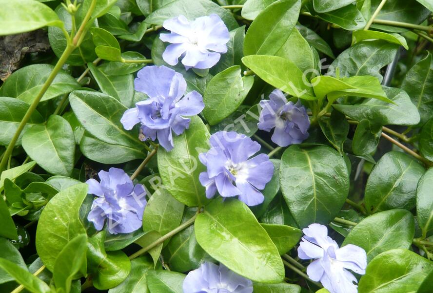 Barvínek menší 'Panta' - Vinca minor 'Panta'