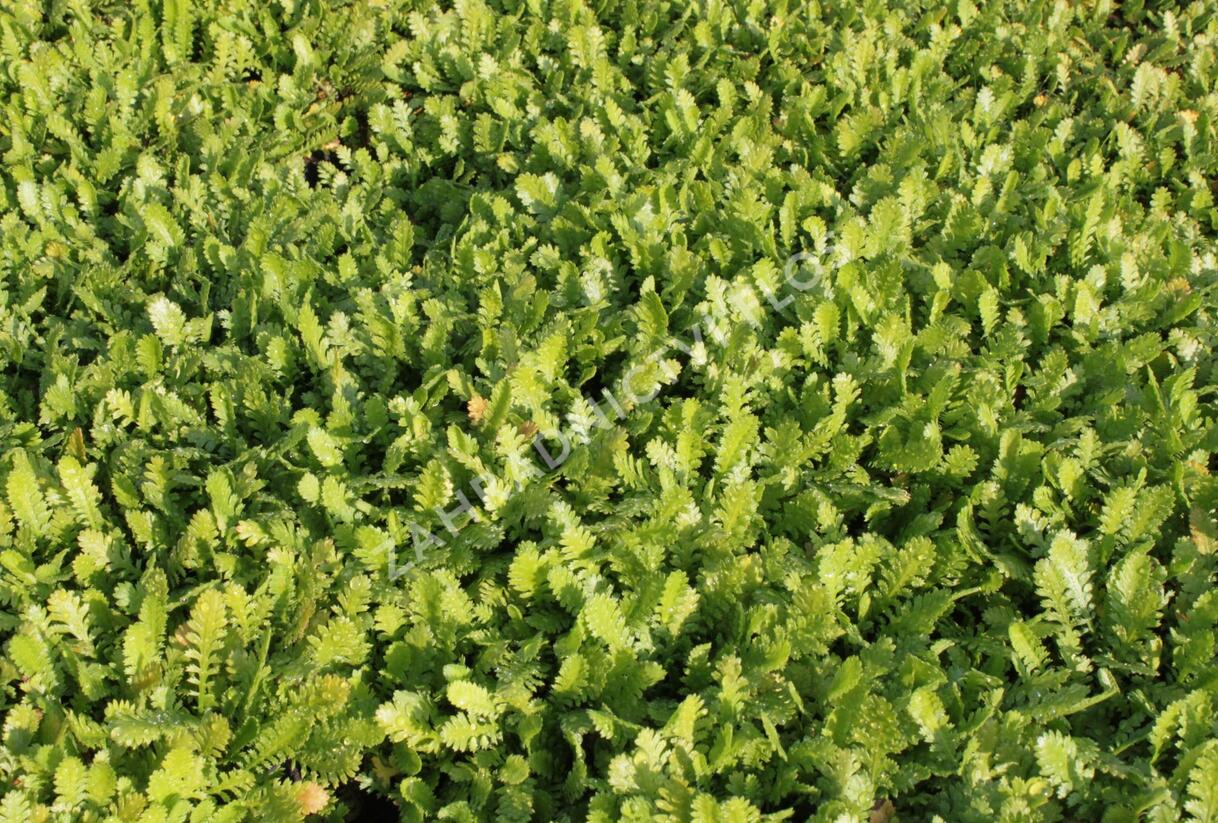Mechovec 'Hiesfeld' - Cotula dioica 'Hiesfeld'