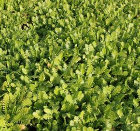 Mechovec 'Hiesfeld' - Cotula dioica 'Hiesfeld'