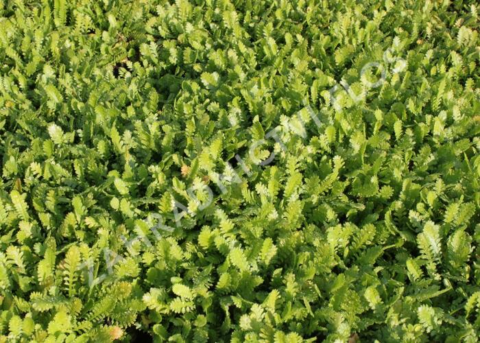 Mechovec 'Hiesfeld' - Cotula dioica 'Hiesfeld'