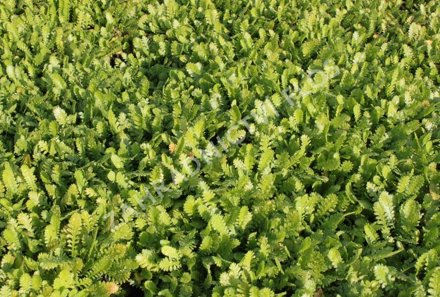 Mechovec 'Hiesfeld' - Cotula dioica 'Hiesfeld'