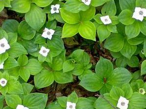 Dřín kanadský - Cornus canadensis