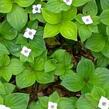 Dřín kanadský - Cornus canadensis