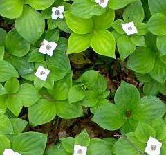 Dřín kanadský - Cornus canadensis