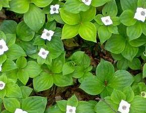 Dřín kanadský - Cornus canadensis