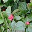Dřín kanadský - Cornus canadensis