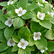 Dřín kanadský - Cornus canadensis