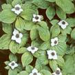 Dřín kanadský - Cornus canadensis