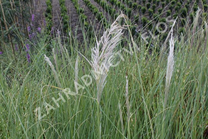 Pampová tráva 'Sunningdale Silver' - Cortaderia selloana 'Sunningdale Silver'