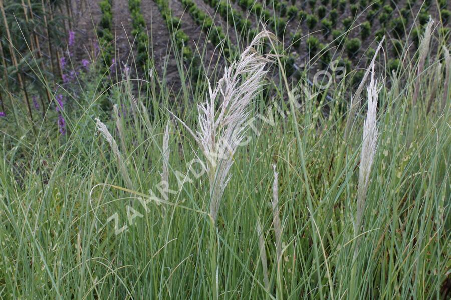 Pampová tráva 'Sunningdale Silver' - Cortaderia selloana 'Sunningdale Silver'