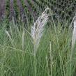 Pampová tráva 'Sunningdale Silver' - Cortaderia selloana 'Sunningdale Silver'