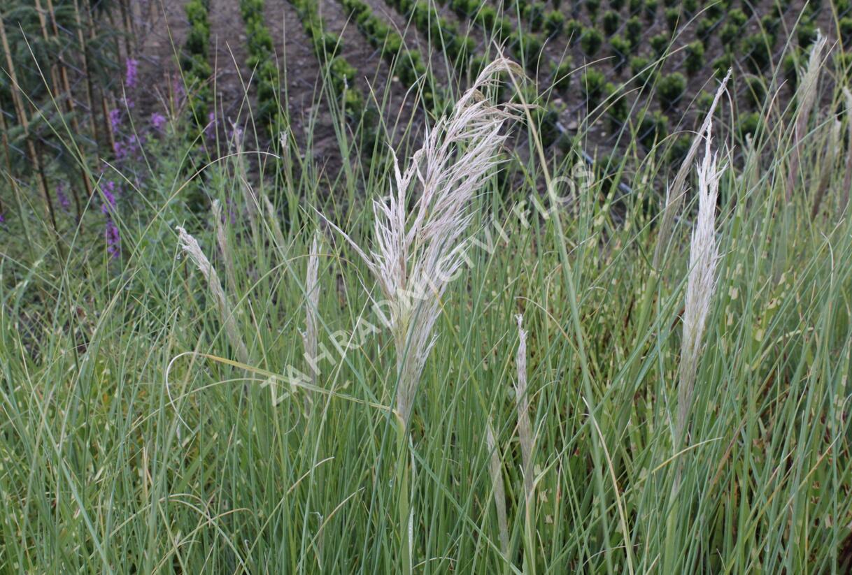 Pampová tráva 'Sunningdale Silver' - Cortaderia selloana 'Sunningdale Silver'