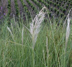 Pampová tráva 'Sunningdale Silver' - Cortaderia selloana 'Sunningdale Silver'