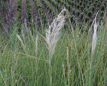 Pampová tráva 'Sunningdale Silver'