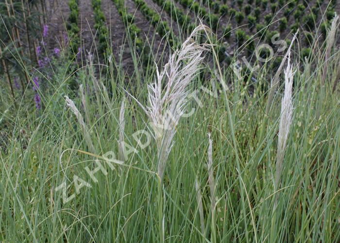 Pampová tráva 'Sunningdale Silver' - Cortaderia selloana 'Sunningdale Silver'