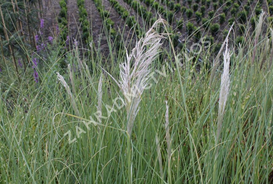 Pampová tráva 'Sunningdale Silver' - Cortaderia selloana 'Sunningdale Silver'
