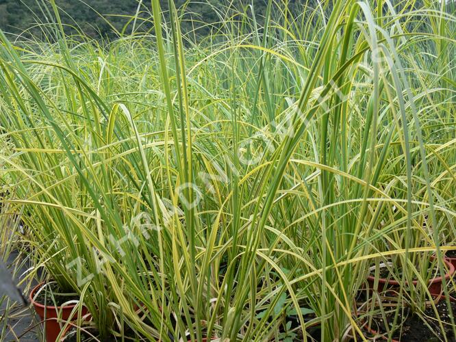 Pampová tráva 'Goldband' - Cortaderia selloana 'Goldband'