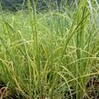 Pampová tráva 'Goldband' - Cortaderia selloana 'Goldband'