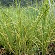 Pampová tráva 'Goldband' - Cortaderia selloana 'Goldband'