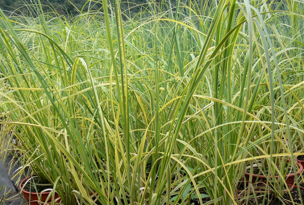 Pampová tráva 'Goldband' - Cortaderia selloana 'Goldband'
