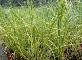 Pampová tráva 'Goldband' - Cortaderia selloana 'Goldband'
