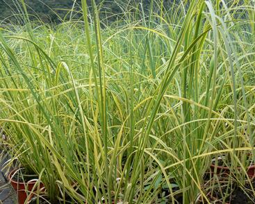 Pampová tráva 'Goldband'