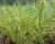 Pampová tráva 'Goldband'