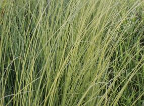 Pampová tráva 'Goldband' - Cortaderia selloana 'Goldband'