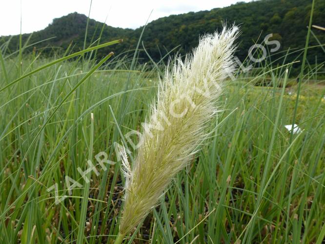 Pampová tráva 'Citaro' - Cortaderia selloana 'Citaro'