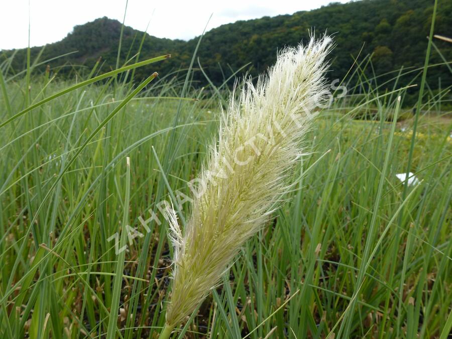 Pampová tráva 'Citaro' - Cortaderia selloana 'Citaro'