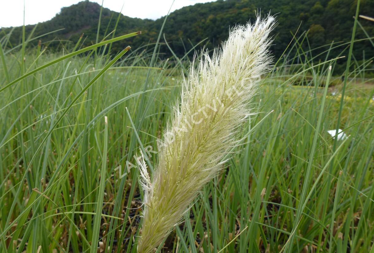 Pampová tráva 'Citaro' - Cortaderia selloana 'Citaro'