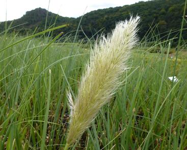 Pampová tráva 'Citaro'