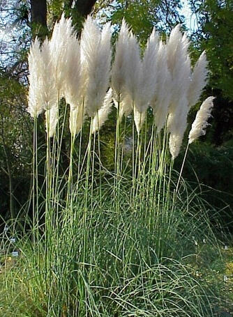 Pampová tráva 'Citaro' - Cortaderia selloana 'Citaro'