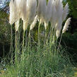 Pampová tráva 'Citaro' - Cortaderia selloana 'Citaro'