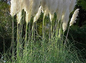 Pampová tráva 'Citaro' - Cortaderia selloana 'Citaro'