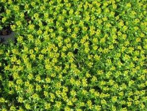 Azorela třídílná 'Nana' - Azorella trifurcata 'Nana'
