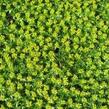 Azorela třídílná 'Nana' - Azorella trifurcata 'Nana'