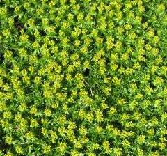 Azorela třídílná 'Nana' - Azorella trifurcata 'Nana'