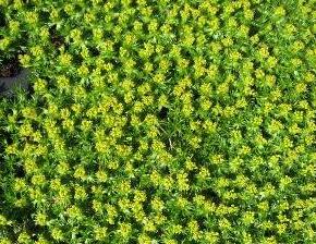 Azorela třídílná 'Nana' - Azorella trifurcata 'Nana'