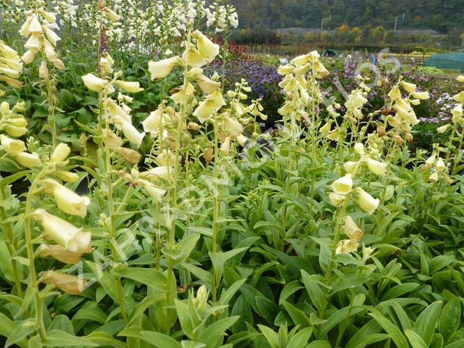 Náprstník velkokvětý 'Creme Bell' - Digitalis ambiqua 'Creme Bell'