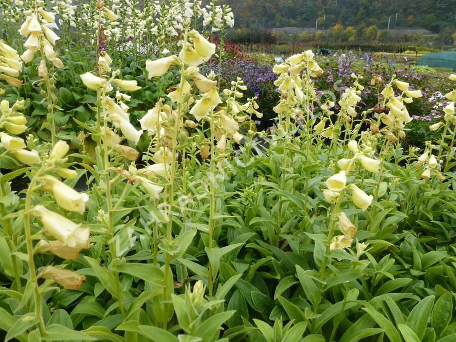 Náprstník velkokvětý 'Creme Bell' - Digitalis ambiqua 'Creme Bell'